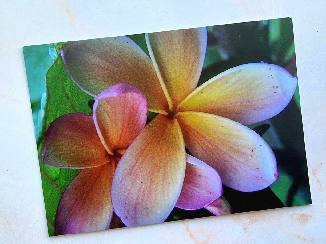 Frangipani Postcard