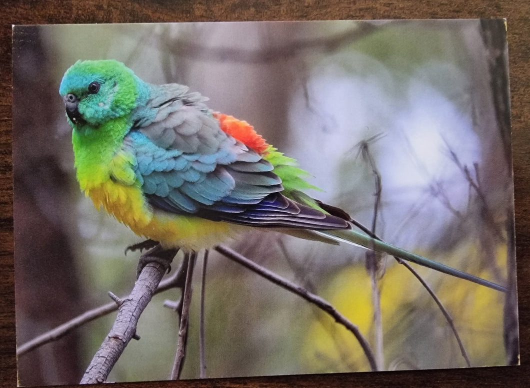 Red Rumped Parrot Postcard