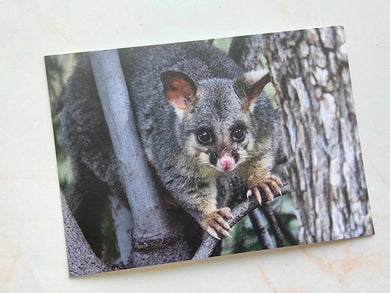 Ringtail Possum Postcard