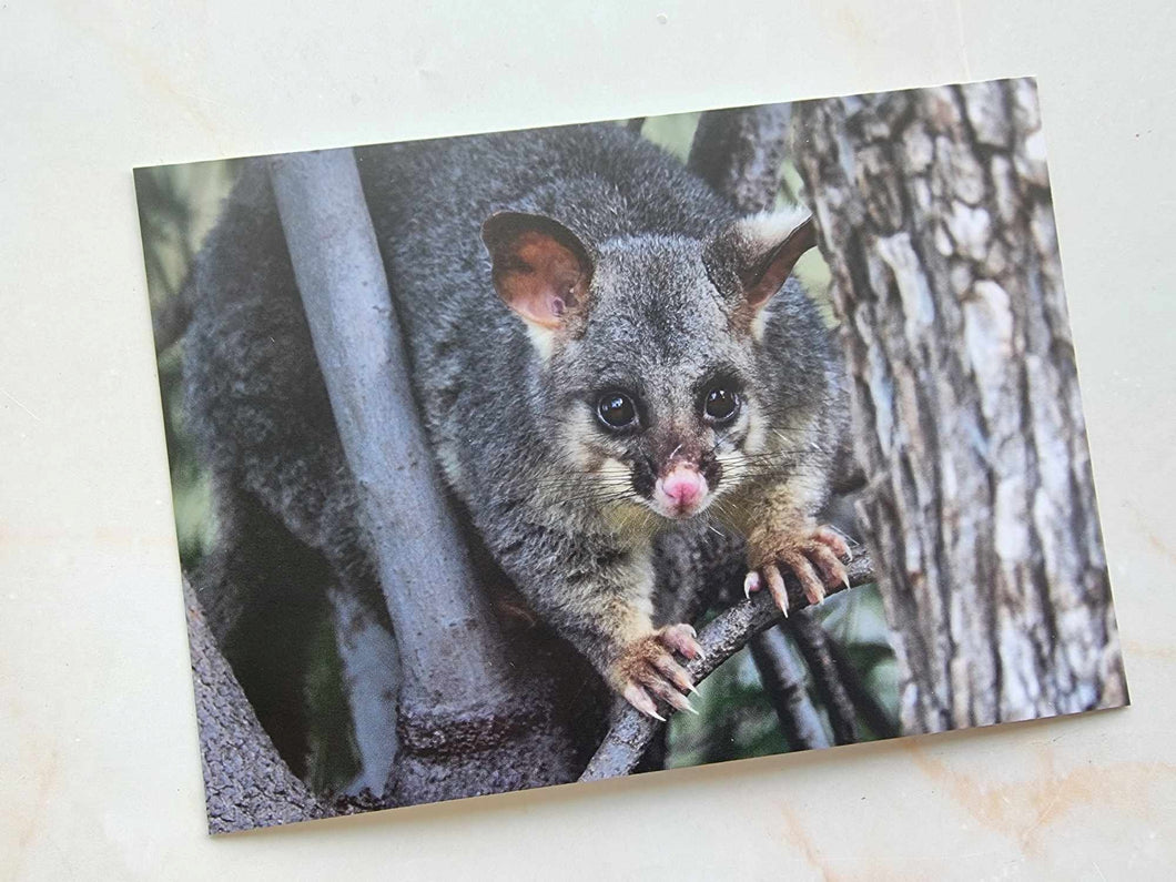 Ringtail Possum Postcard