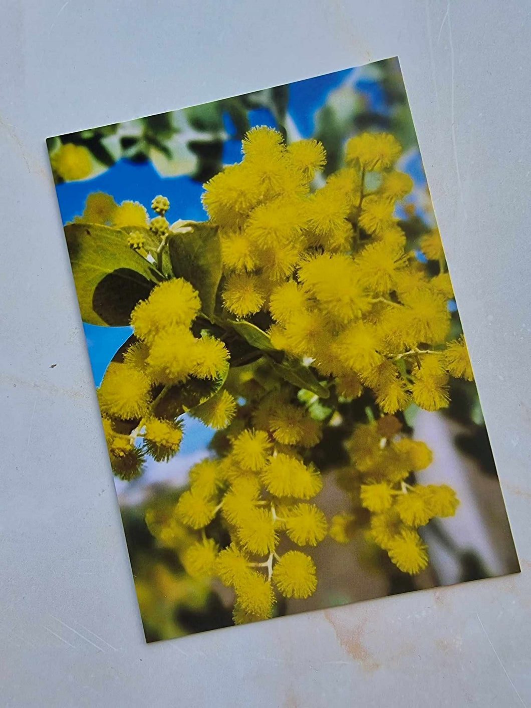 Wattle Postcard